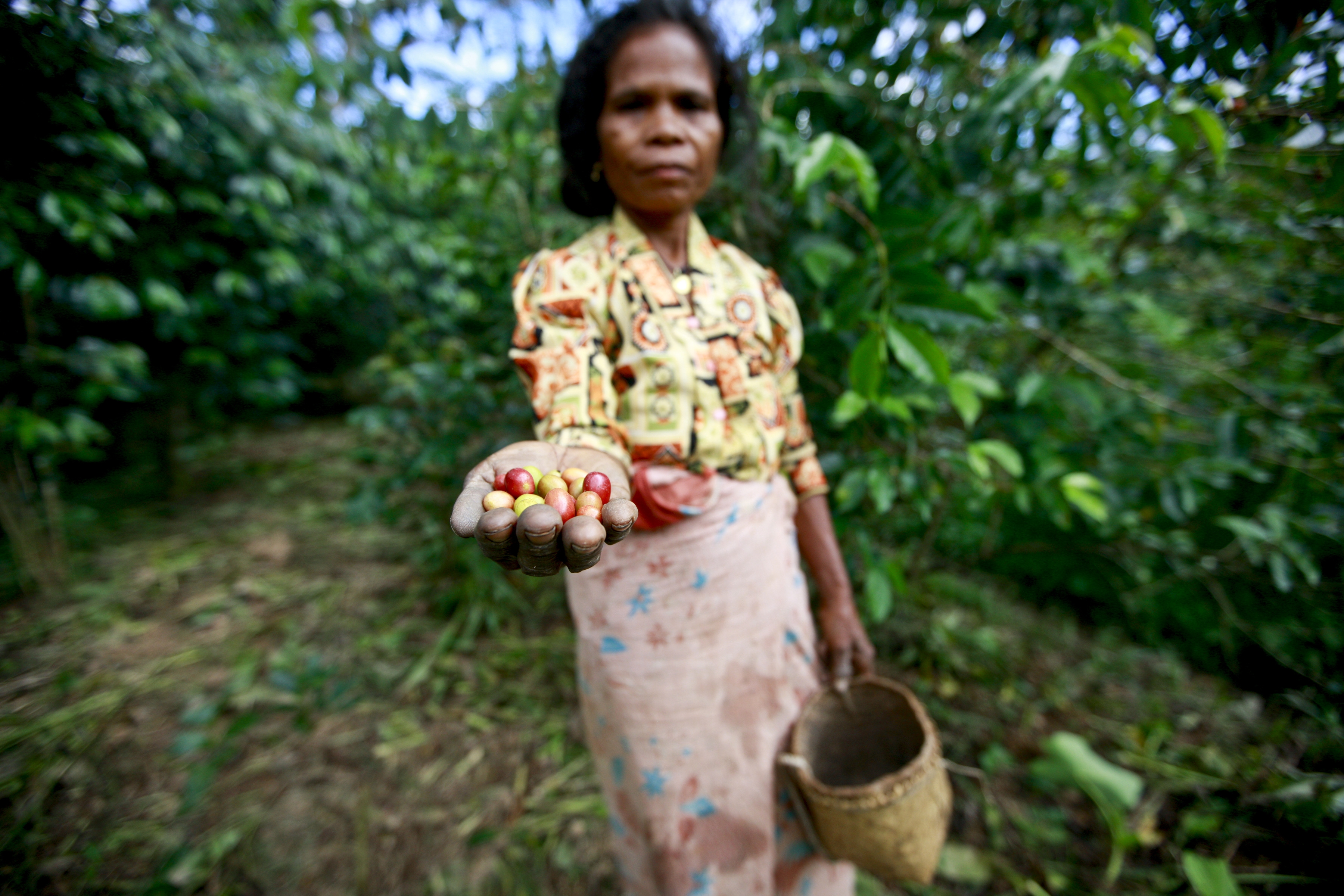 En kvinne plukker kaffe i Øst-Timor. Å kjøpe varer som for eksempel kaffe fra produsenter som sørger for gode arbeidsforhold er en tiltak vi forbrukere kan gjøre. Foto: UN Photo/Martine Perret