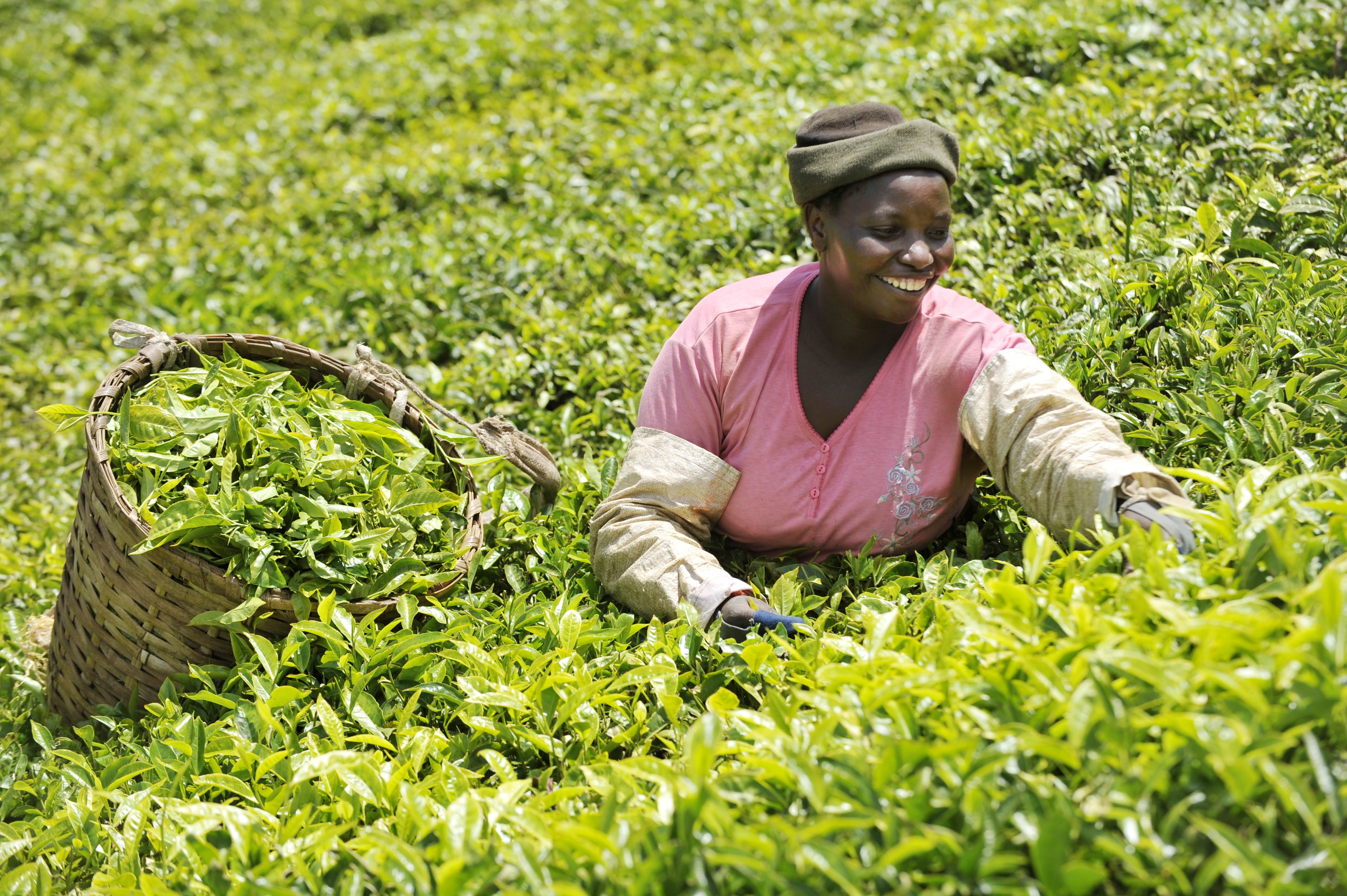 En ny rapport lansert på COP15 viser at en «grønn» økonomi er nødvendig for å sikre rettferdige og inklusive arbeidsmuligheter for alle. Photo: ILO/M. Crozet.