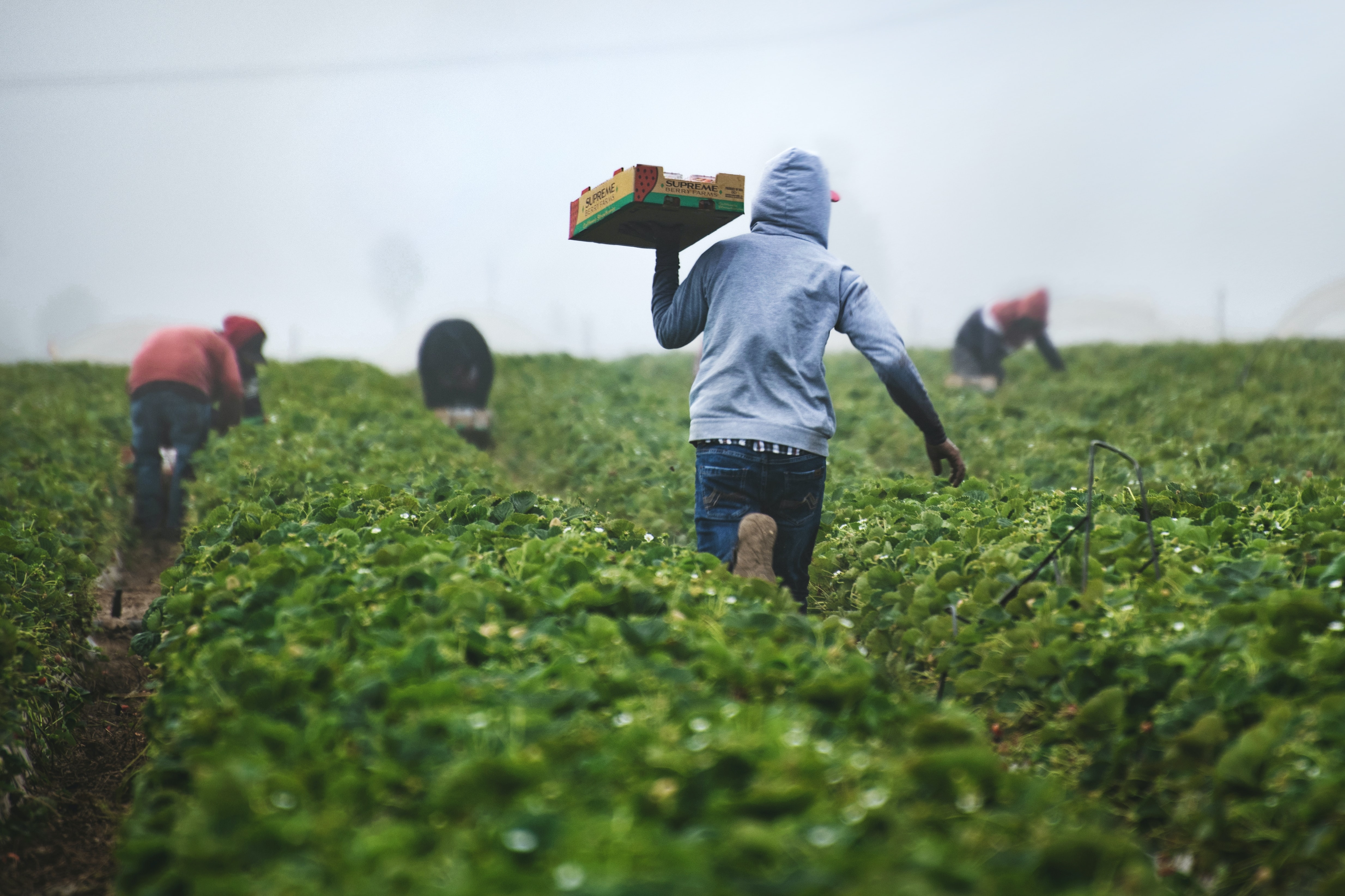 Ferie- og innhøstingshjelper er blant arbeidstakere som skal ha allmenngjort minstelønn. Foto: Unsplash/ Tim Mossholder