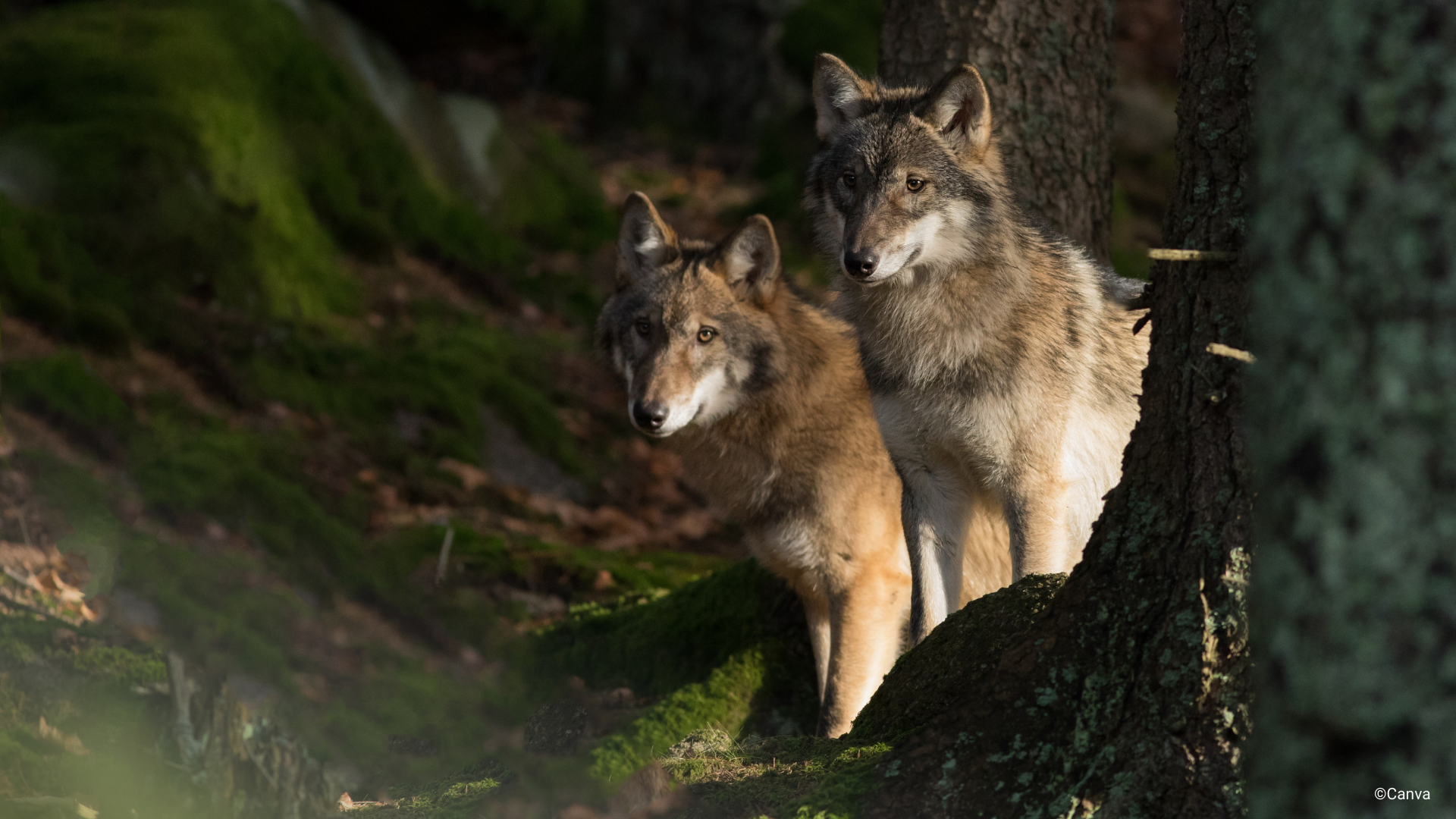 Ulven er en av artene som er kritisk truet i Norge. Kategorien kommer av svært liten populasjonsstørrelse eller svært begrenset areal. Foto: Canva