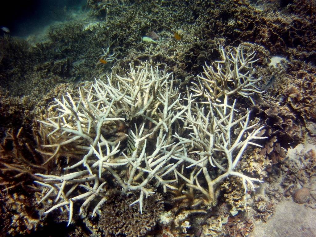 Når havet blir varmere blir korallene blir syke.