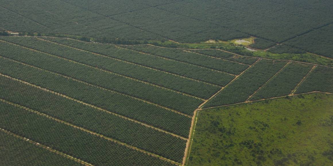 I Indonesia blir store områder med regnskog ødelagt til fordel for palmeoljeplantasjer. Foto: Anja Lillegraven/Regnskogfondet.